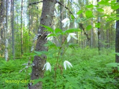 Княжик сибирский