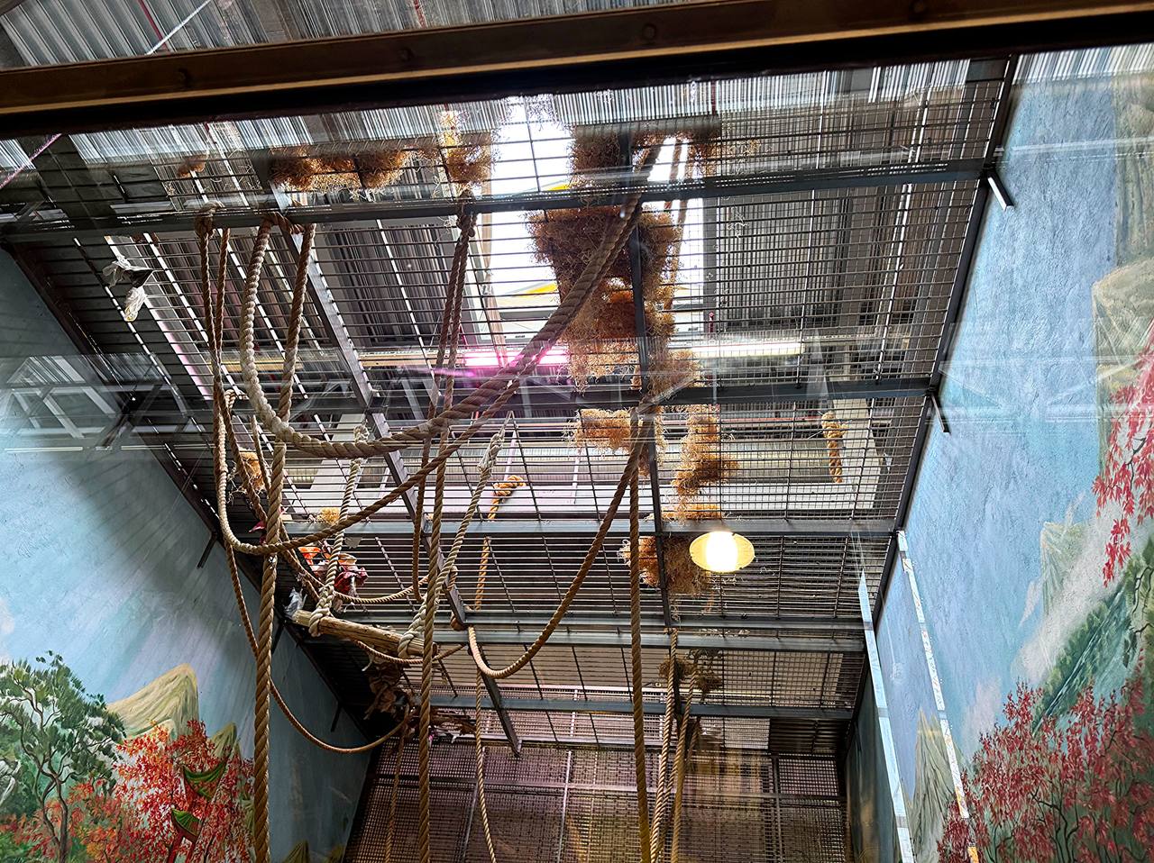 Молодой орангутан Оле, который славится своим хулиганством, вновь удивил Молодой орангутан Оле, который славится своим хулиганством, вновь удивил