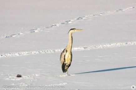 � ������������ ����� � ������ ����� ����������� ����������������� ���������� �� ���� �����, ����������� �� ���� � �� �� ������