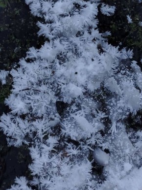 Морозные цветы. Присылайте ваши фото в комментарии, если вы запечатлели, как зима творит искусство Фото: нацпарк «Виштынецкий»