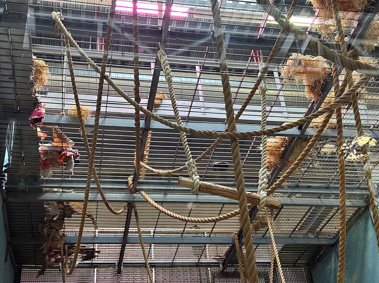 Молодой орангутан Оле, который славится своим хулиганством, вновь удивил Молодой орангутан Оле, который славится своим хулиганством, вновь удивил