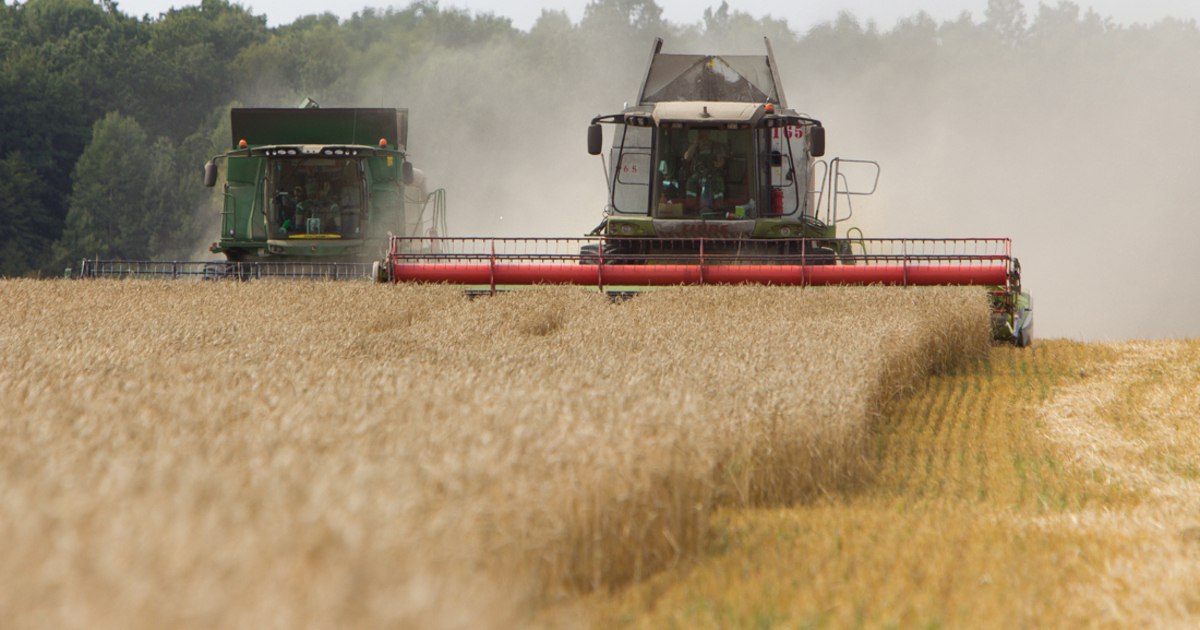Лучший результат за всю историю: калининградские аграрии собрали рекордное количество зерна