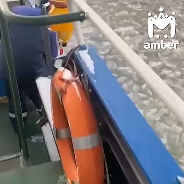 Песеля вытащили из ледяной воды в Калининградском канале