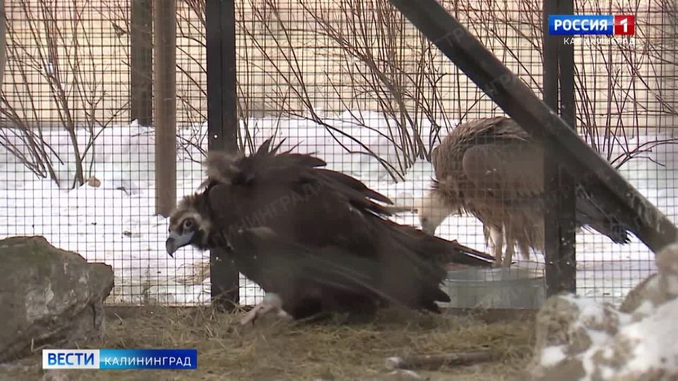 ���������� ������ �� ������ ������� �������� ���������� ���������������� ��������