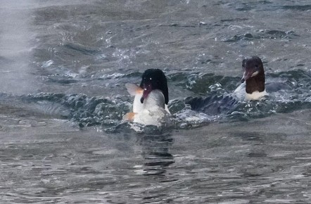 ��� ��� ���������: ���� �������� �� ������� ��������, ������� ���������� �������� ��� ���� �����