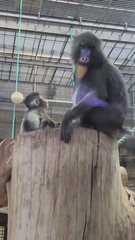 ��������� ������� � ��������������� �������� ��� ������� ������