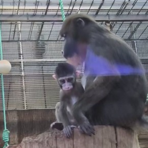 ������ ����, ������!. ��������������� ������� ���������� ������ �������� �� ���������� �������� � ����������� ����