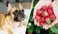 Можно ли угощать собаку клубникой? Ответ экспертов