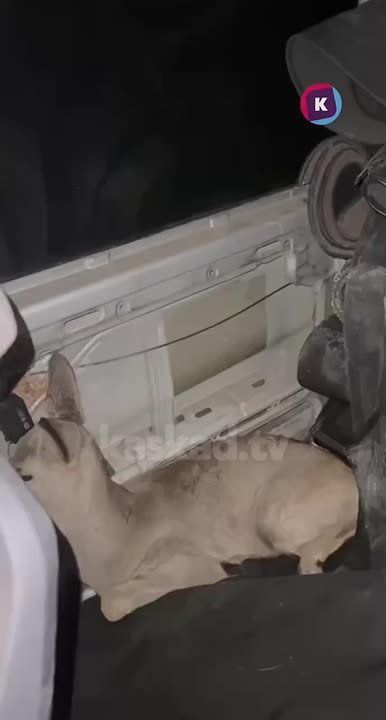 На Мамоновской трассе калининградцы спасли молодую косулю