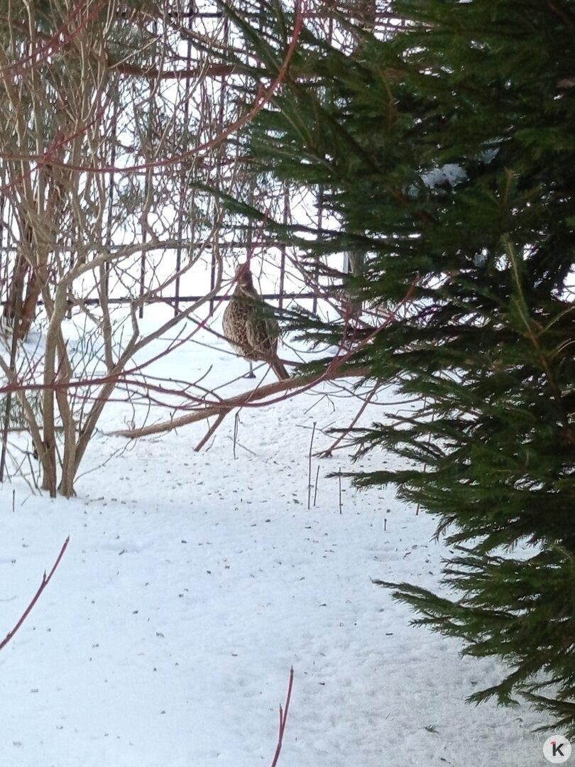 В мини-скверике в одном из дворов на Олимпийском бульваре в Светлогорске подкармливают фазана В мини-скверике в одном из дворов на Олимпийском бульваре в Светлогорске подкармливают фазана