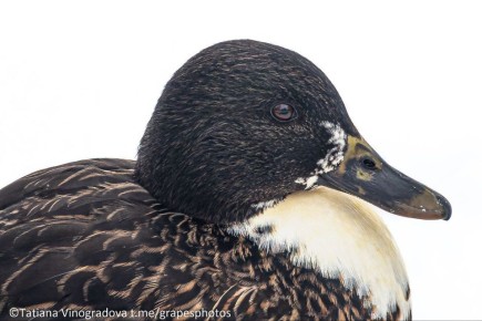 Кряква на снегу выглядит еще ярче! Какие пташки попались Татьяне Виноградовой