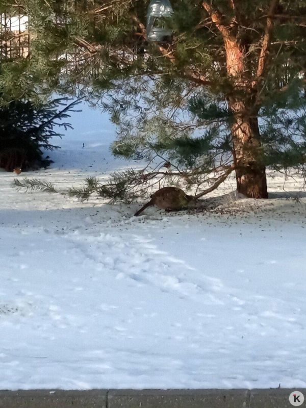 � ����-�������� � ����� �� ������ �� ����������� �������� � ������������ ������������� ������