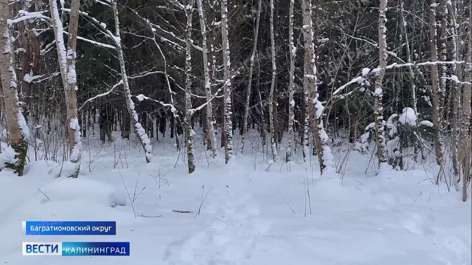 В лесах Калининградской области начали считать диких зверей
