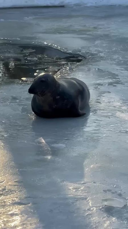 Каюс показывает, как должны проходить выходные