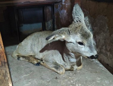 Север Калининграда ошарашило неожиданное существо