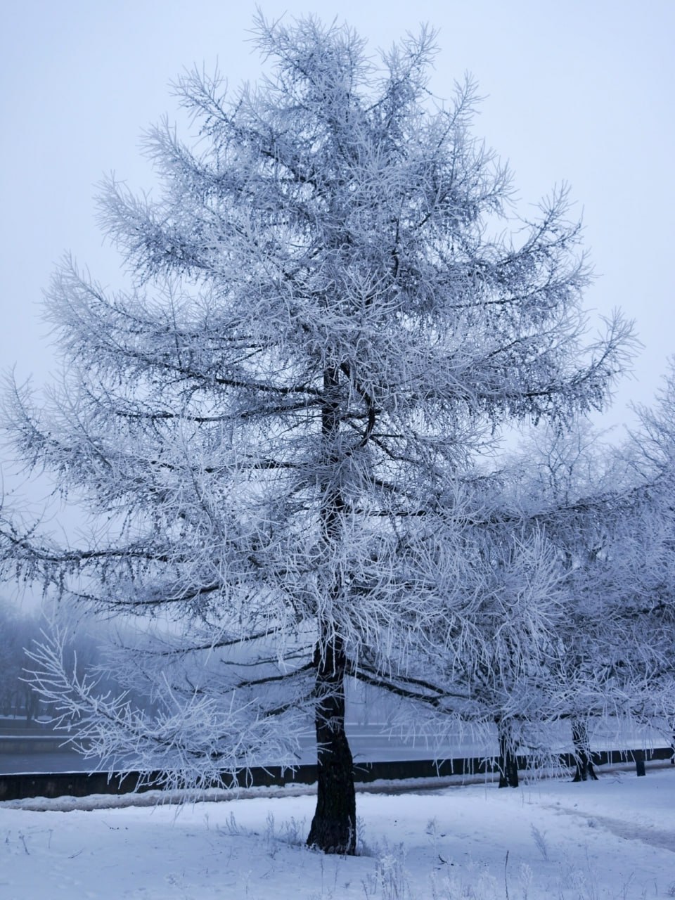 Во вторник в Калининграде и области — около нуля и пасмурно