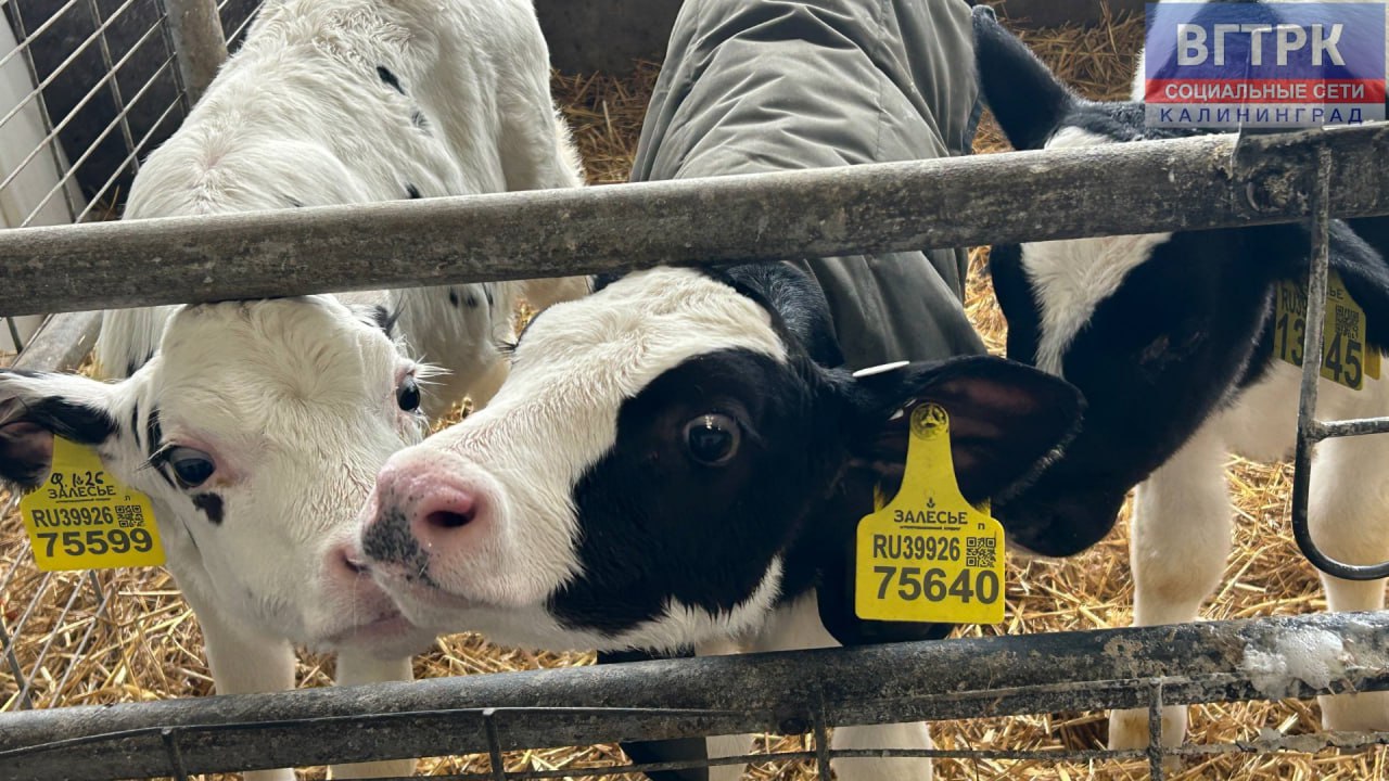 Холод – не проблема.. Калининградские морозы не страшны дойному скоту. Об этом рассказали специалисты местного агрохолдинга