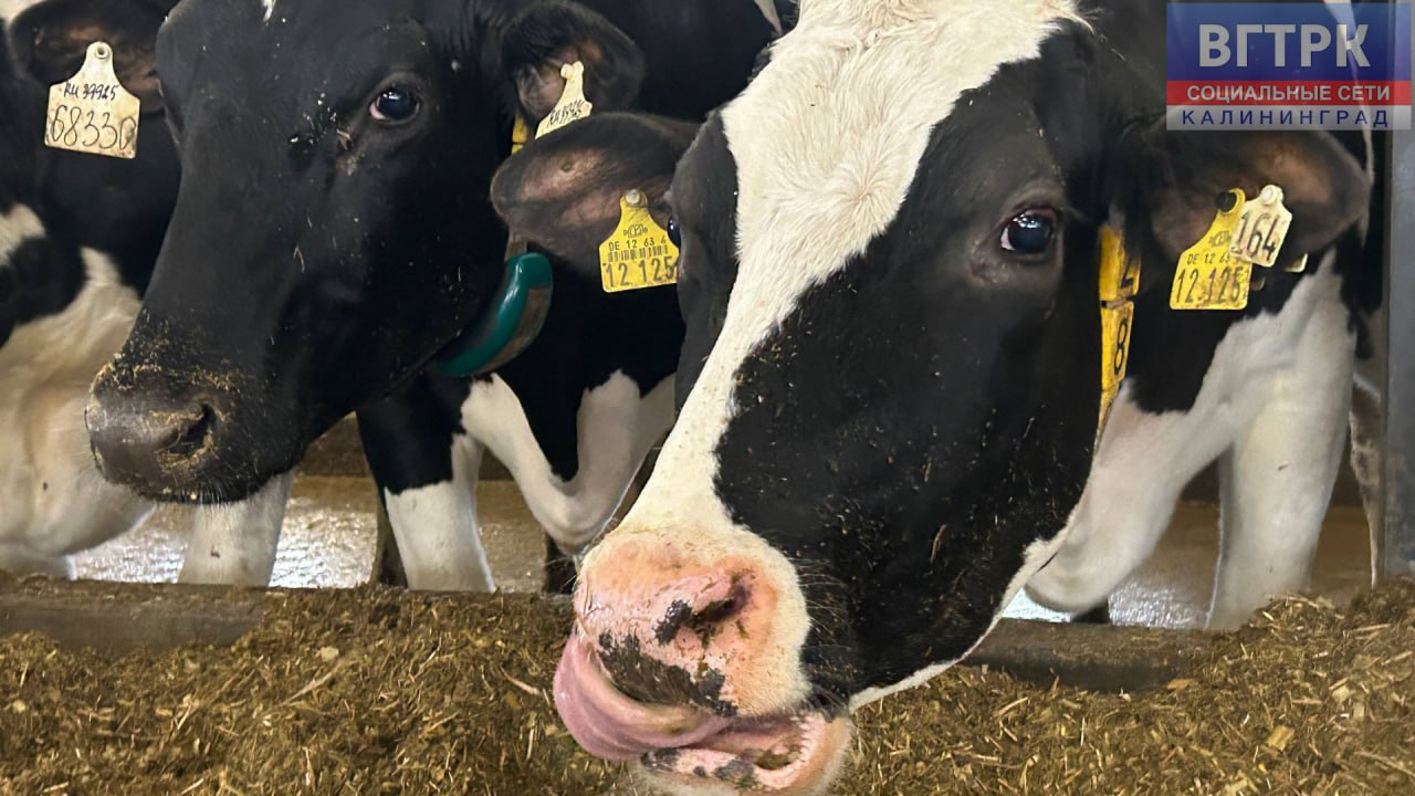 Холод – не проблема.. Калининградские морозы не страшны дойному скоту. Об этом рассказали специалисты местного агрохолдинга Холод – не проблема.. Калининградские морозы не страшны дойному скоту. Об этом рассказали специалисты местного агрохолдинга