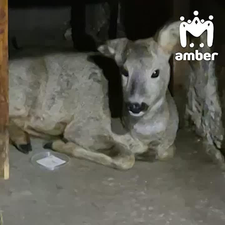 �-�-�, � ���� ����� ������ ��������� ��������