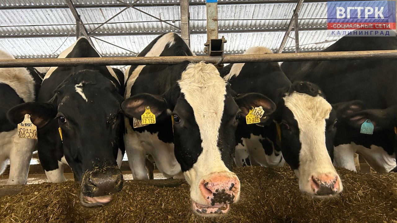 Холод – не проблема.. Калининградские морозы не страшны дойному скоту. Об этом рассказали специалисты местного агрохолдинга Холод – не проблема.. Калининградские морозы не страшны дойному скоту. Об этом рассказали специалисты местного агрохолдинга