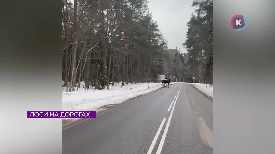 ��� ���� ��������� ������� �������� �� �������� ����