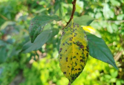 ����� �� �������: ��������� ���������� ������ � ���� ����� �� ����������