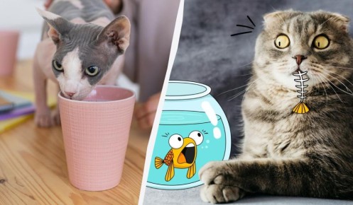 ��� ������� ���� ��� ����: ��� ������������� ������ ������ � �� ��� �������� ��������