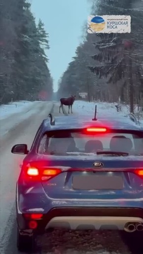 На Куршской косе водителей просят быть внимательнее из-за миграции лосей
