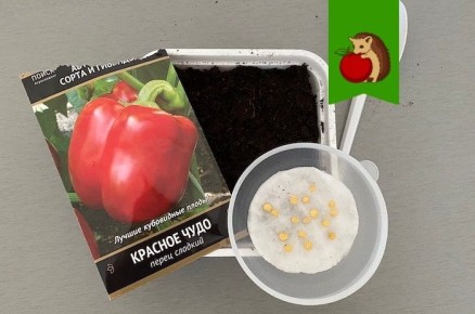 Благоприятные дни для посадки перцев на рассаду в 2026 году — спокойный подход к выбору времени