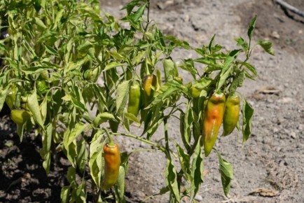 ������ ����� ����� � ������� � � �������� ������: ���-3 �������