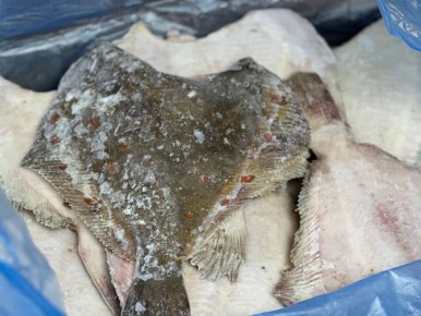 Камбала черноморская: полезный взгляд на цену и выбор