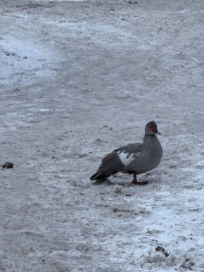 На улице сержанта Мишина обнаружили мускусную утку, которой нужна помощь