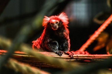 В Калининградском зоопарке рассказали, как готовятся к суровым морозам