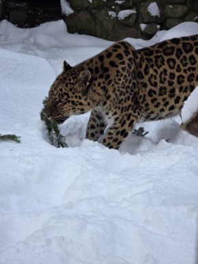 � ��������������� �������� ����������, ��� ������� �������� � �������