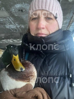 Туристка из Москвы спасла замерзающего на побережье в Светлогорске селезня