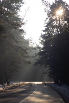 Очарование леса: тишина, зелень и магия природы