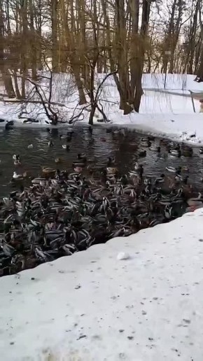 Появление такой своеобразной «птичьей коммуналки» в Зеленоградске неслучайно