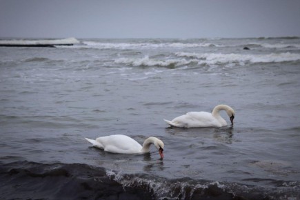 ������� ������������, ������, ������ ����� � �������