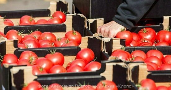 В Калининградскую область из Турции верхом на помидорах приехали гусеницы южноамериканской томатной моли