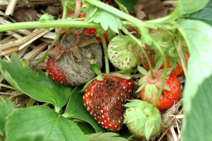 ������� �������� ������ �������� �� �������: ������� � ����������� �������