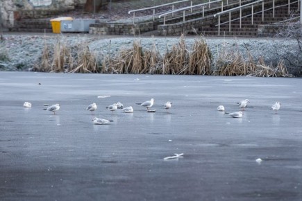 В Калининградской области сегодня крепкий мороз