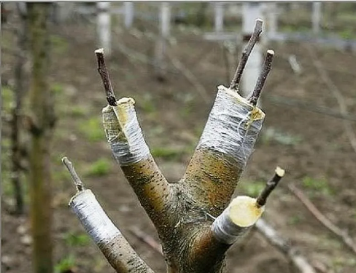 Когда лучше проводить прививку: секреты успешного садоводства