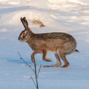 ������� � ���� ���������� ������ ��� ������� ����-�����