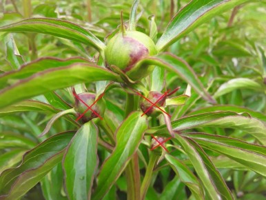 ��� ��������� �� ������ � ����������: ������ ��� ���������