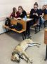 В БФУ собака стала одним из слушателей лекций
