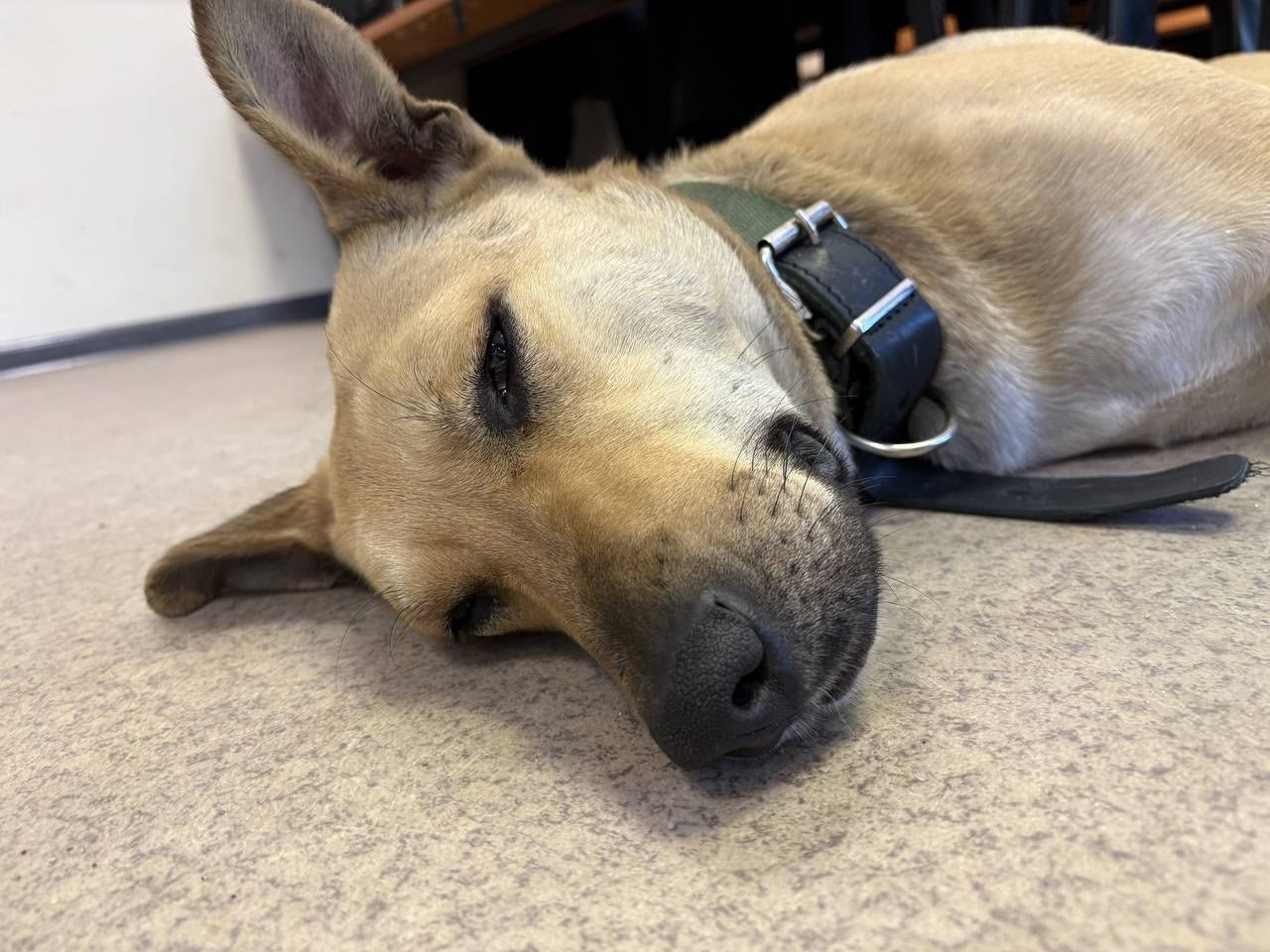 БФУ им. Канта ищет дом для потерявшейся собаки, которая поселилась в стенах вуза БФУ им. Канта ищет дом для потерявшейся собаки, которая поселилась в стенах вуза