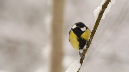 ��� ������� ������� �����?