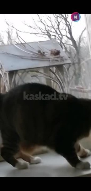 � � ������������� ������ ��������� �������� �������� ��� ����.�