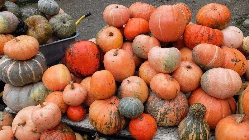 В Предгорном округе завершилась уборка: 10 тонн тыквы собраны