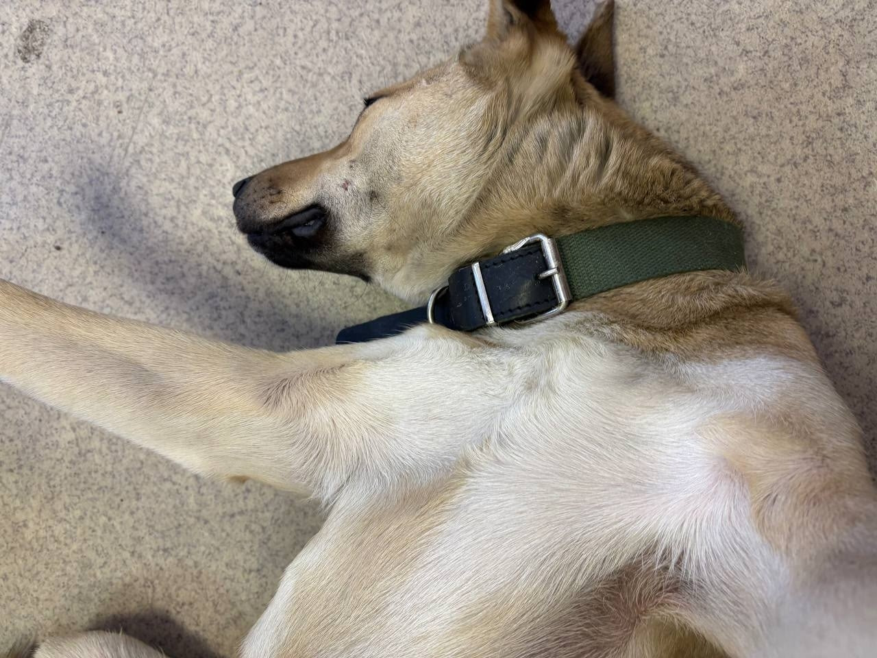 БФУ им. Канта ищет дом для потерявшейся собаки, которая поселилась в стенах вуза БФУ им. Канта ищет дом для потерявшейся собаки, которая поселилась в стенах вуза